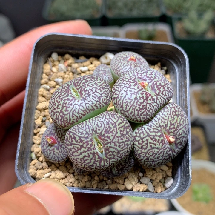 湖***亚精品多肉植物精品多肉