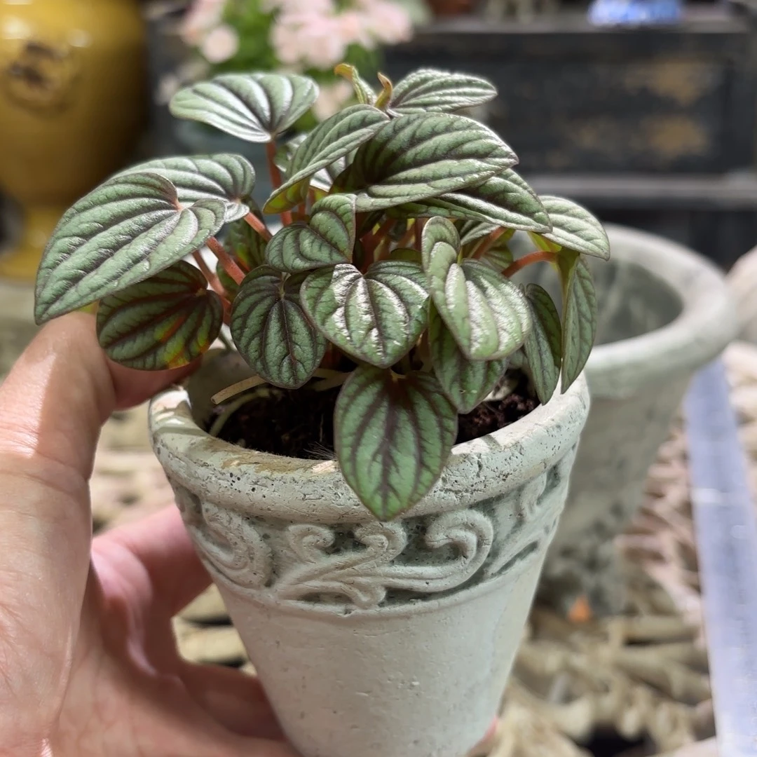 许纯的花房 福利小盆