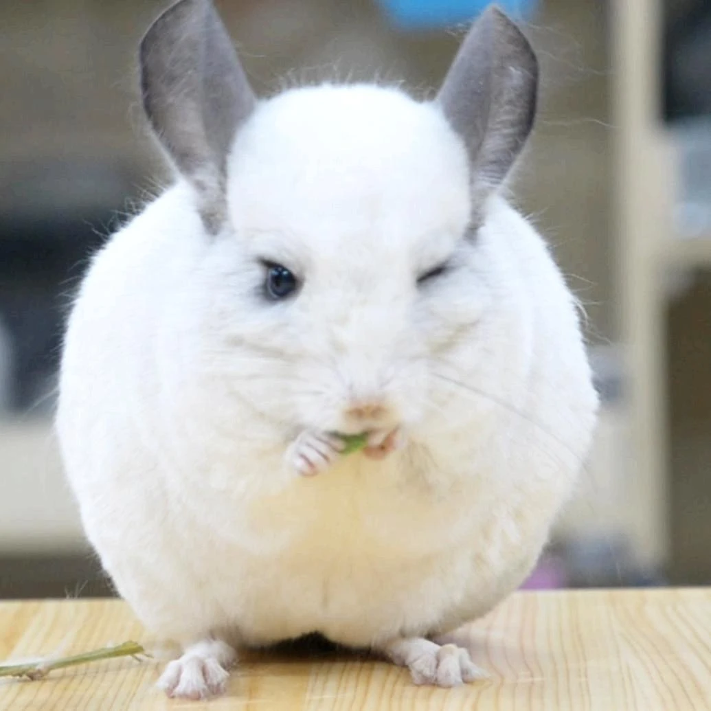 龙猫活体宠物幼崽包活包健康宠物专运 毛丝鼠小鼠活物家养长不大