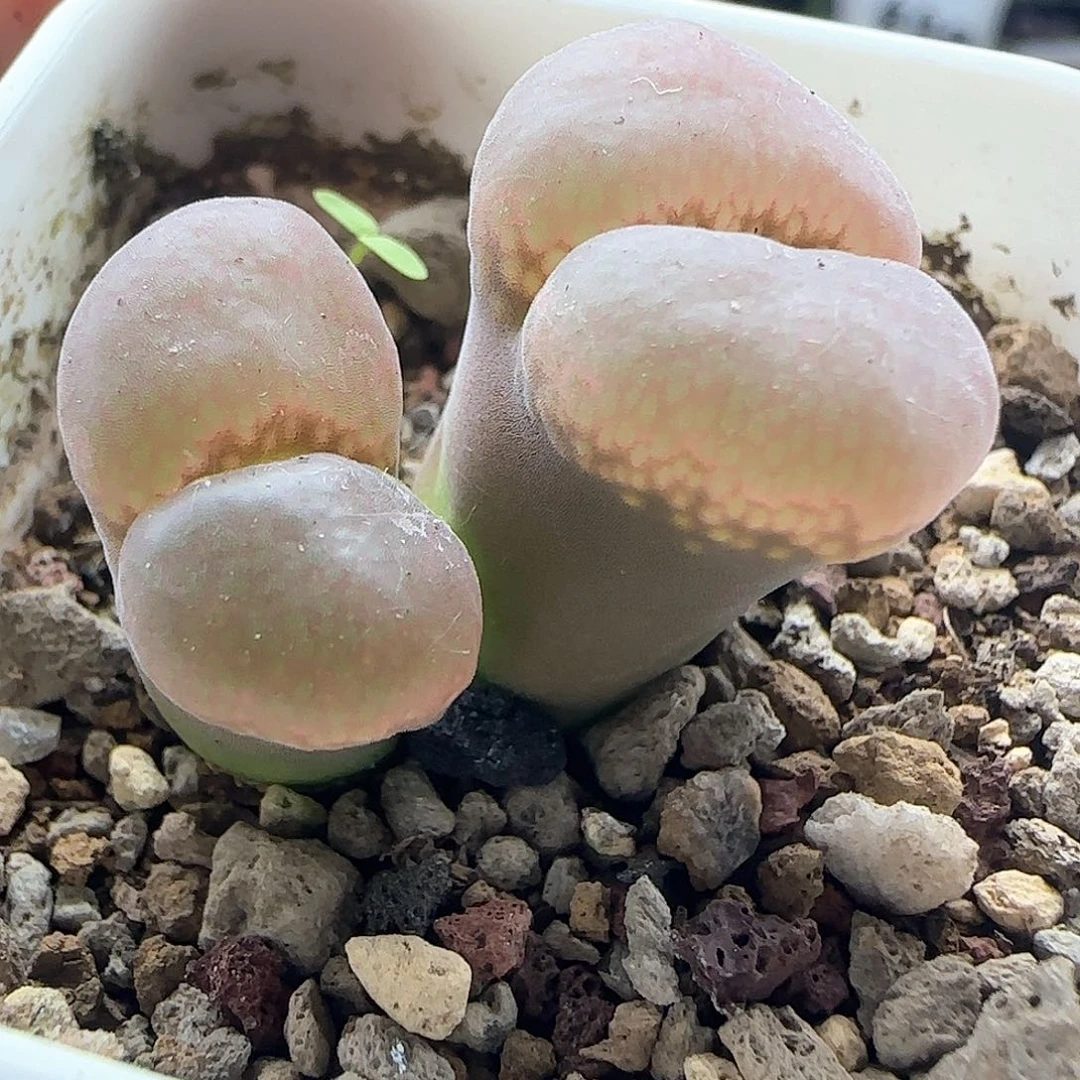 漂亮的风铃。       46145