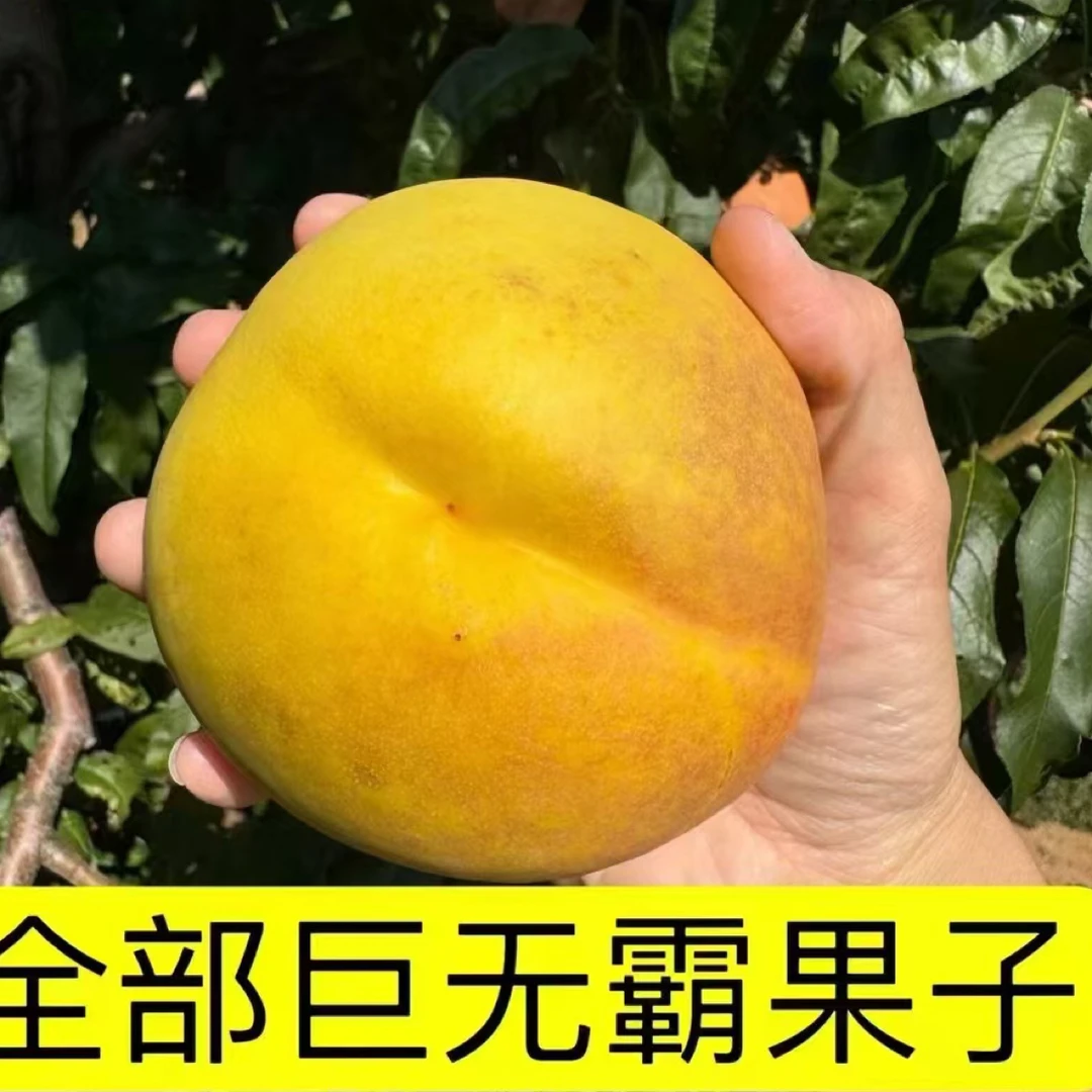 无毛果王丑桃黄桃黄油桃新鲜水果脆甜多汁现摘应季蜜桃水果