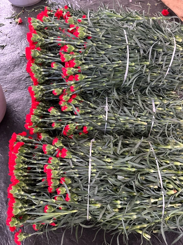 单头红色康乃馨20支小短腿45-55cm断5支不售后零度地区需拍保温棉