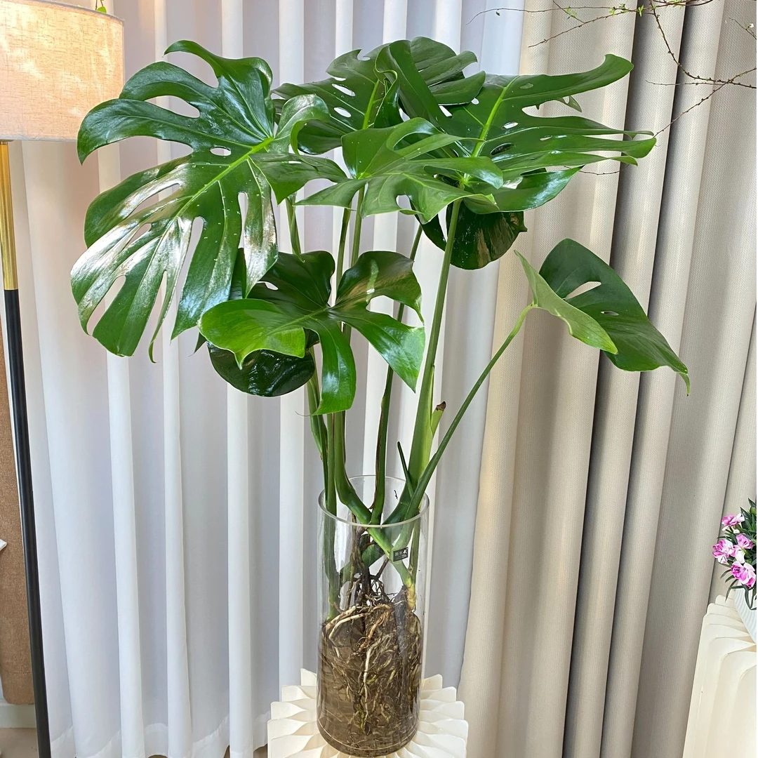 水培龟背竹80-100公分开背室内客厅办公室好养活净化空气大气干净