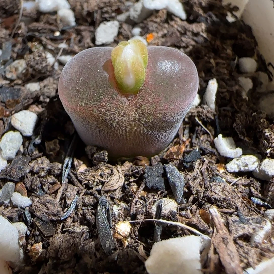 肉锥多肉植物组合-10km风铃1392
