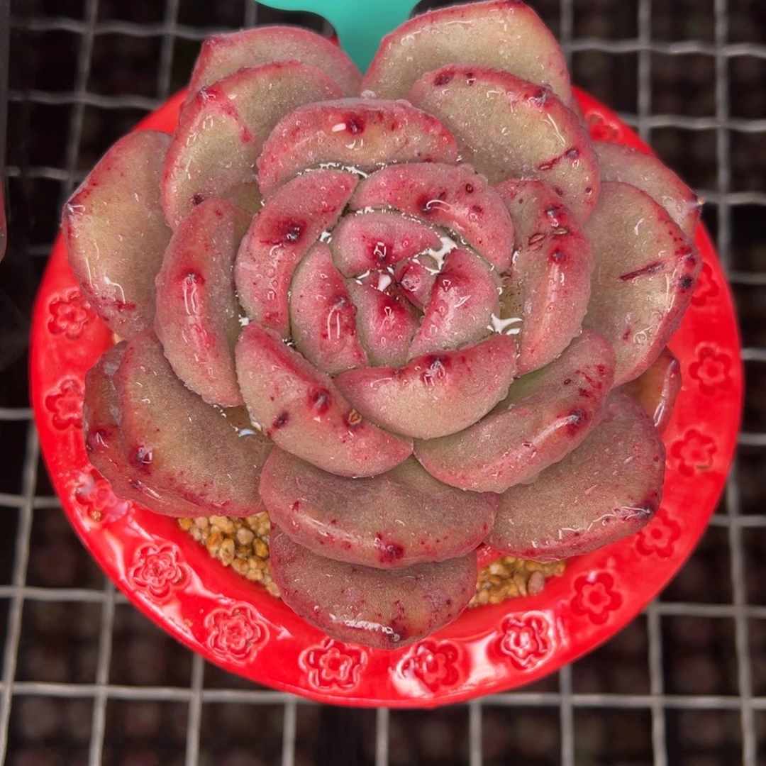 从前慢多肉精选编号0209.183