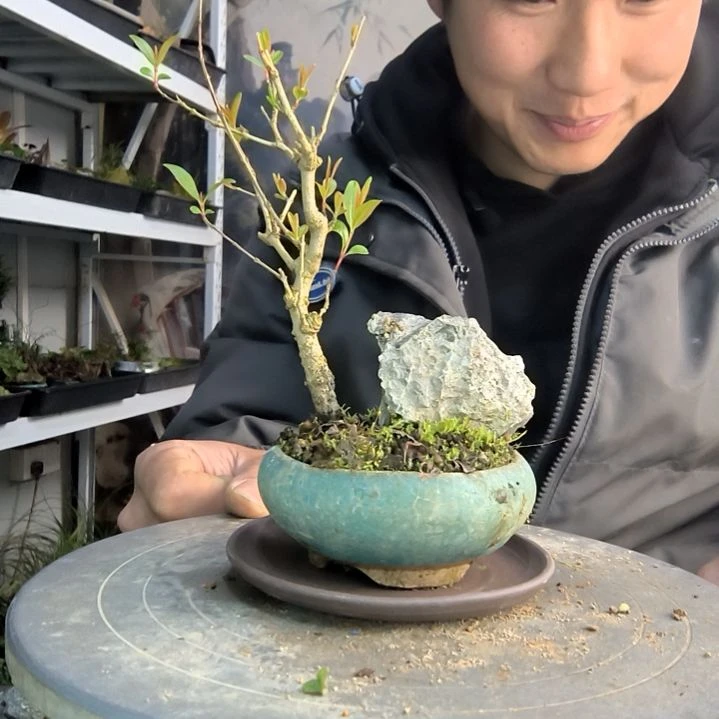 克*小盆景小植物一物一拍142