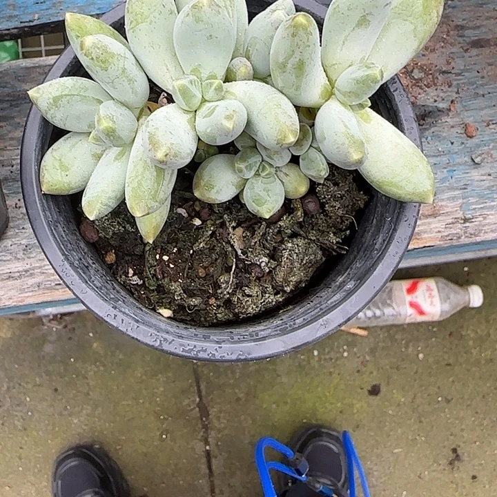 青蛙王子儿童牙膏11