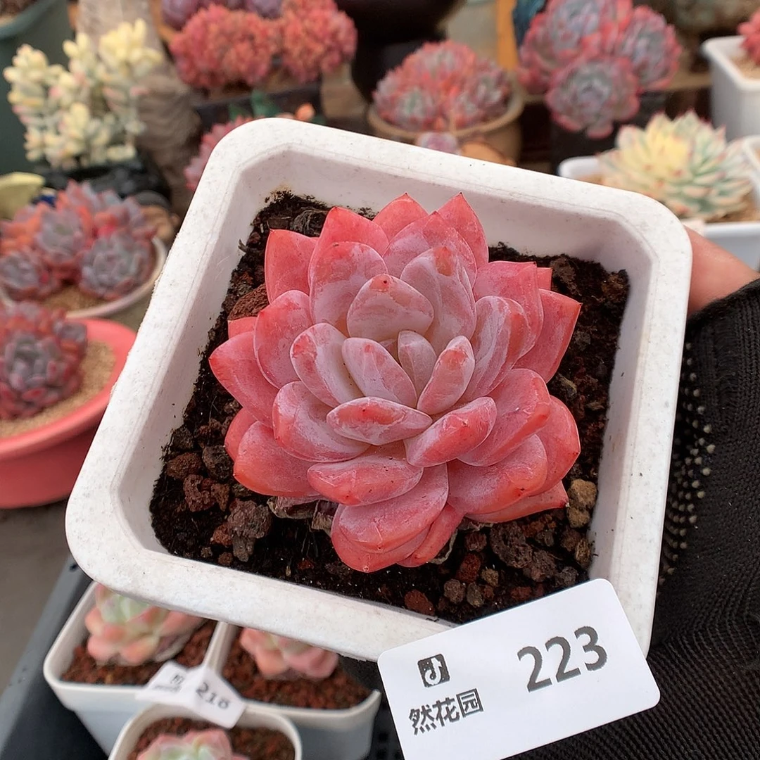 223雪天使多肉植物6666