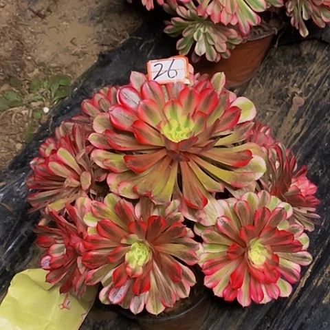 粉铜老桩捧花法师26