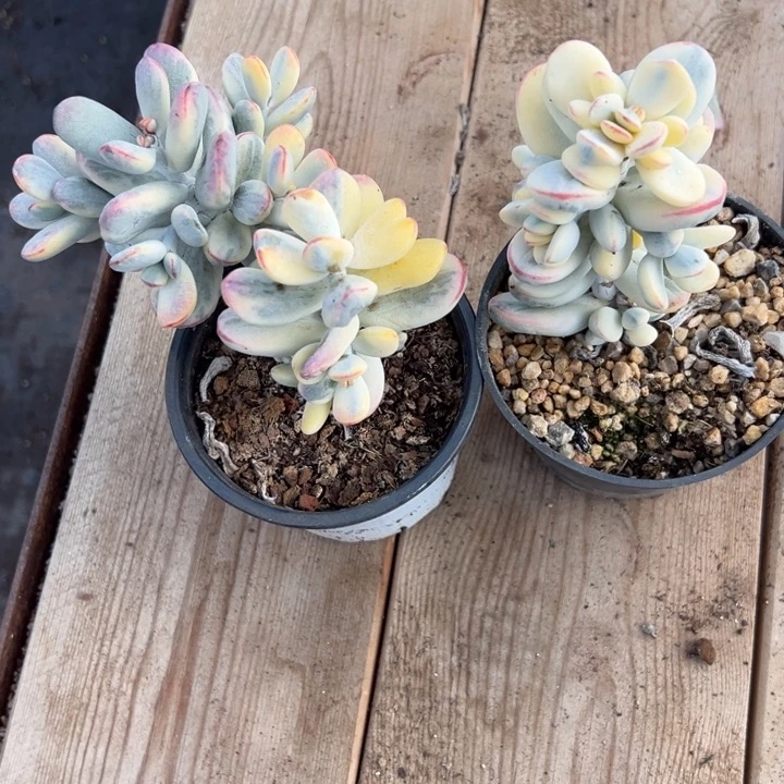 无花朵601号福娘锦两个无砍