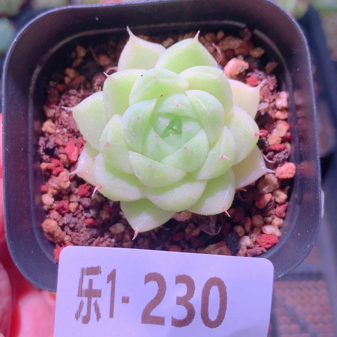 乐然 1-230 麦秆单头