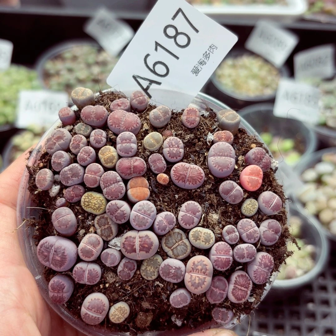 6187—生石花 生石花
