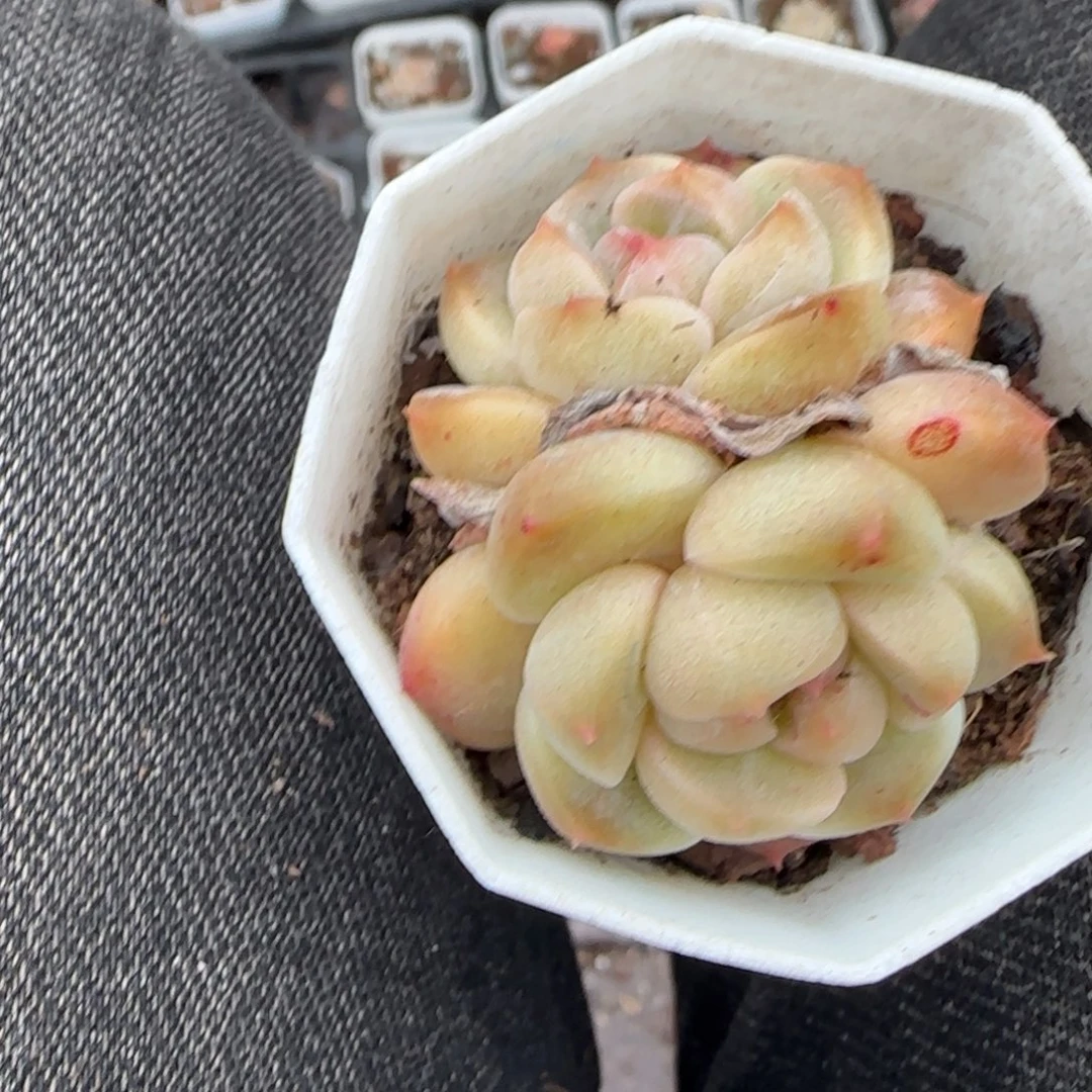 多肉小卡拉米糖心一物一拍