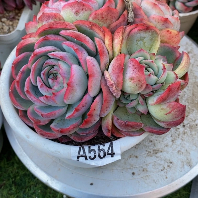 【闪购商品】小*.多肉植物