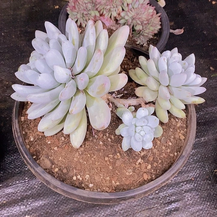 苏***S多肉植物老桩多肉植物