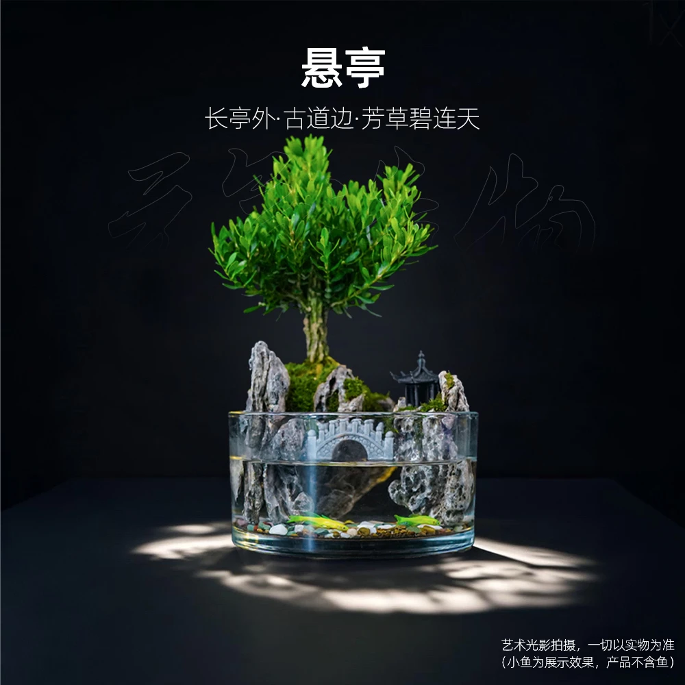 【雾隐】悬亭2.0—雀舌黄杨-可拆卸可养鱼山水缸【尺寸：15*8】