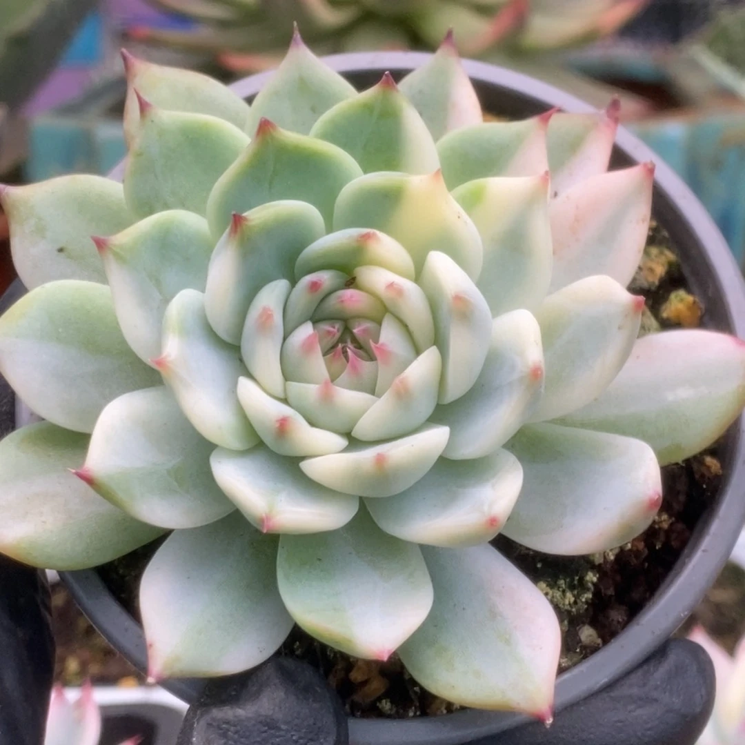 177锦锦锦锦锦华锦