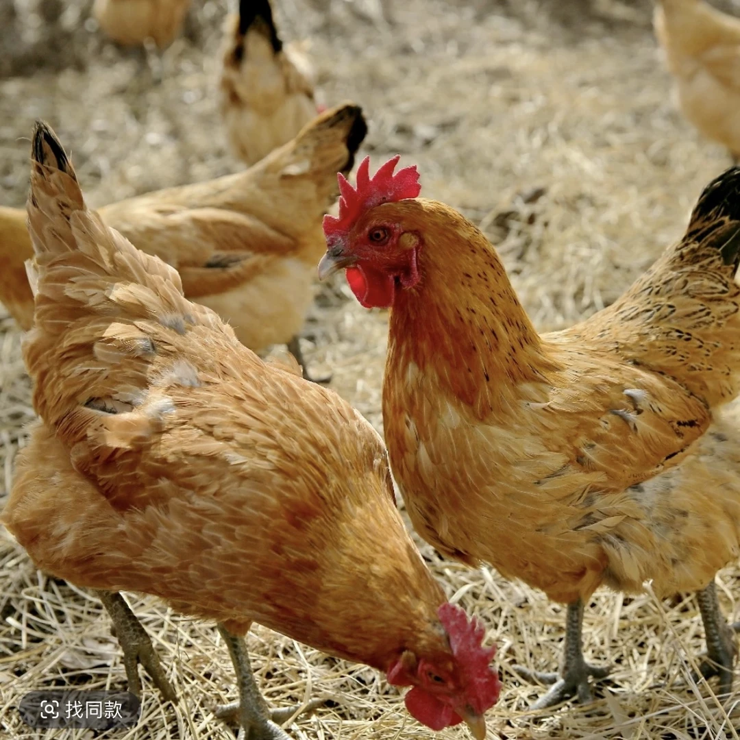 皖南本地农村老母鸡土鸡散养鸡，直播间现称