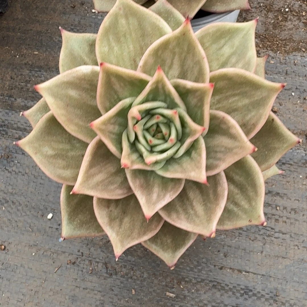 星星锦单头脱土发货多肉一颗