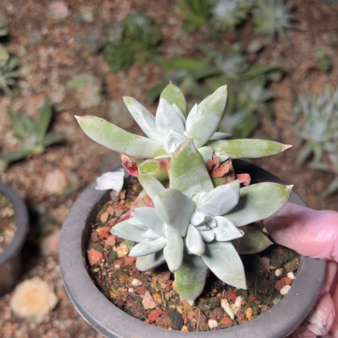 1476哈哈哈哈哈哈哈哈