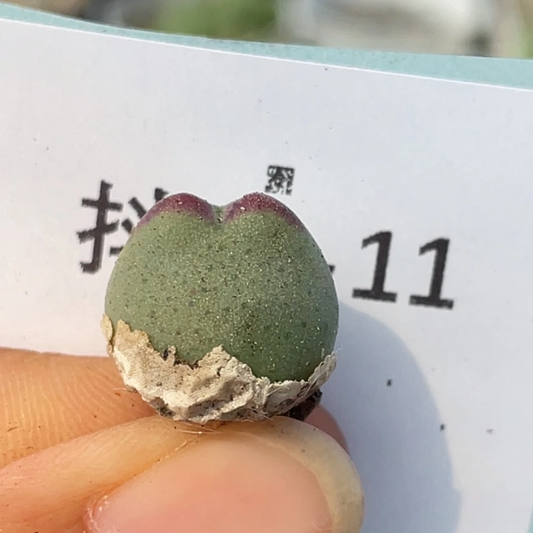 24-11比卡丘多肉植物