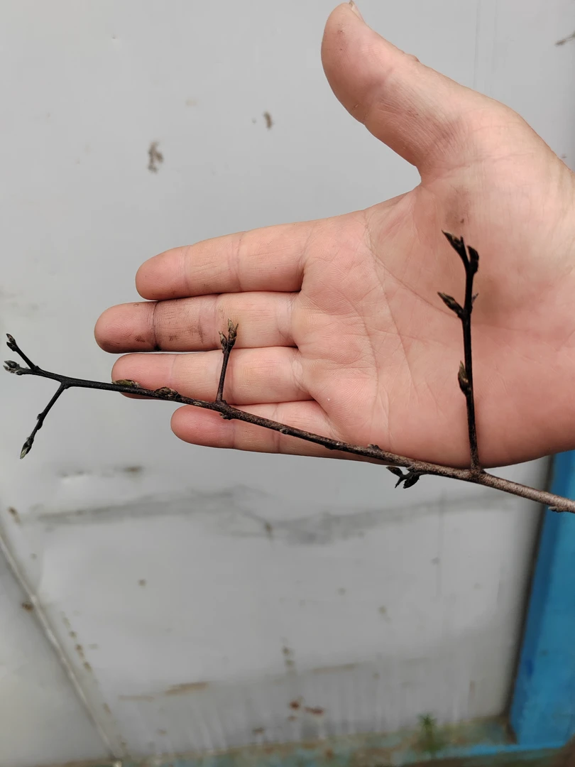 老鸦柿盆景盆栽直播付款专用