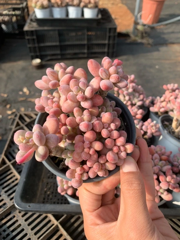 朱sir苹果奶多肉植物