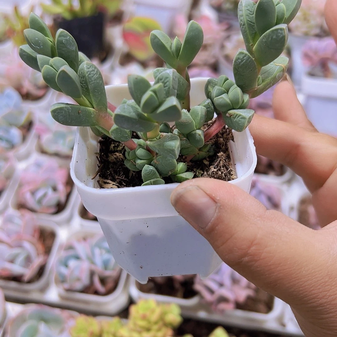 鹿角海棠19包邮多肉