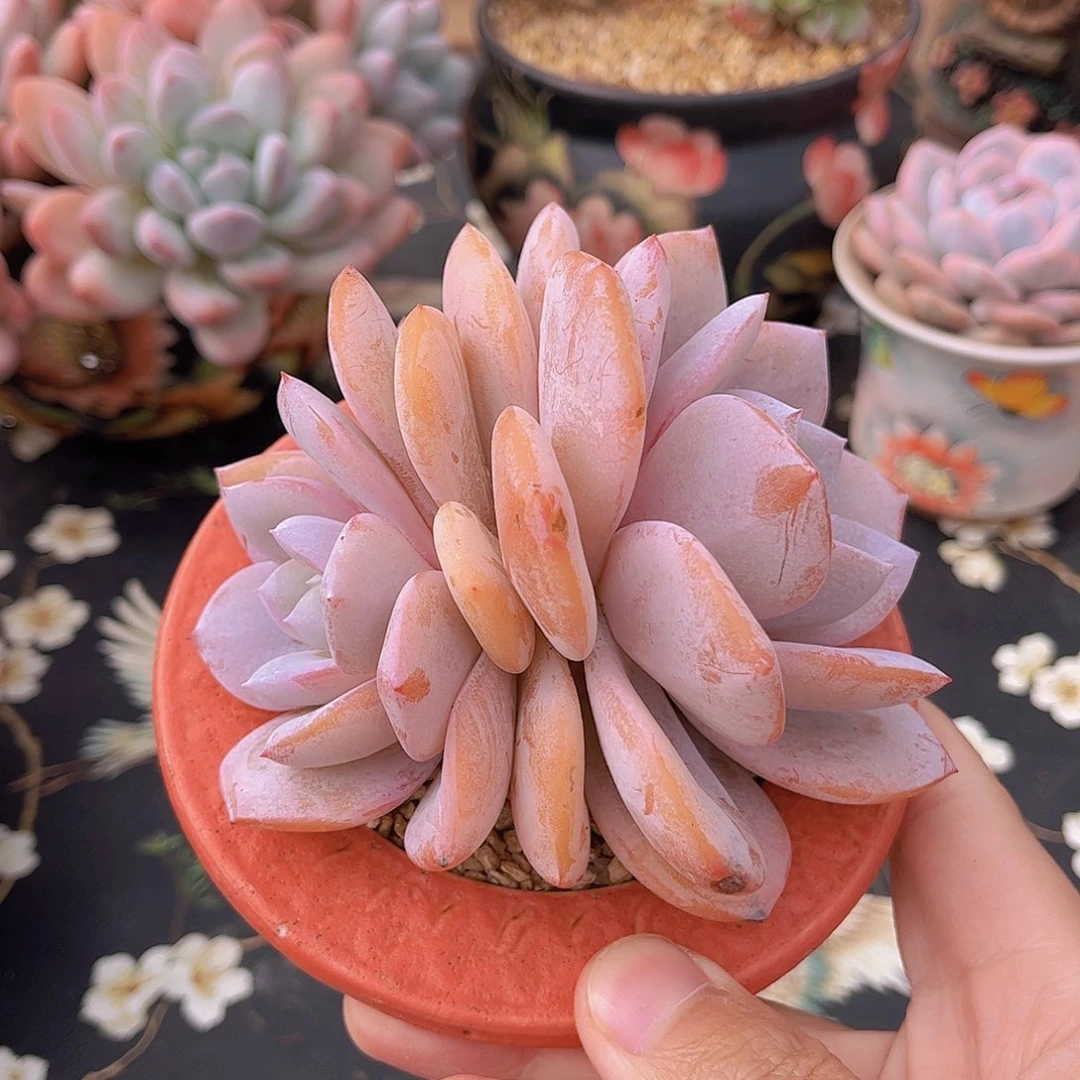 韩版奶茶老桩多肉