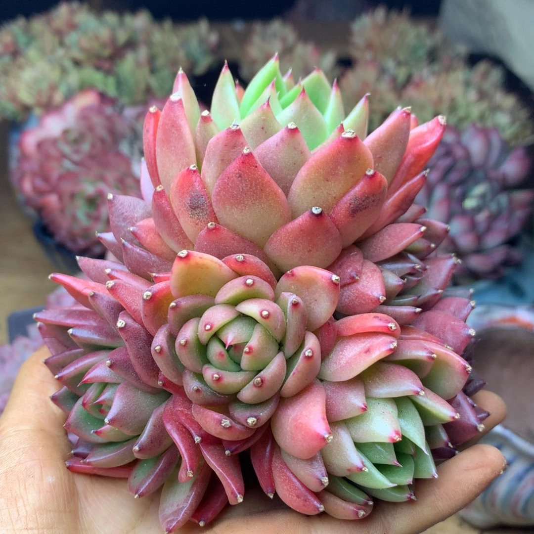 1623杂交精品基地11厘米