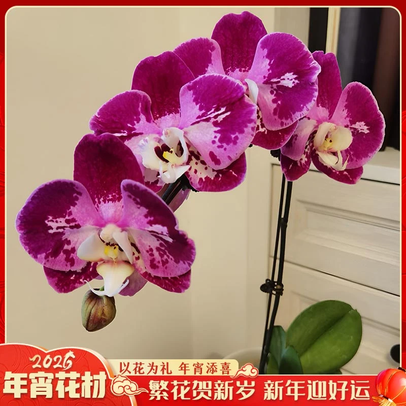 【云舍花卉】3寸单梗【黑洲豹】蝴蝶兰盆栽【带盆发】鲜花满2单以上包邮