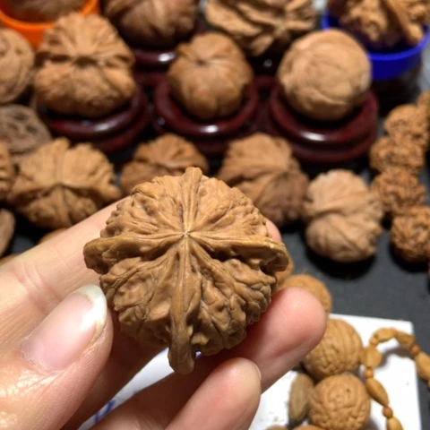 核桃天**行四棱有浮黄