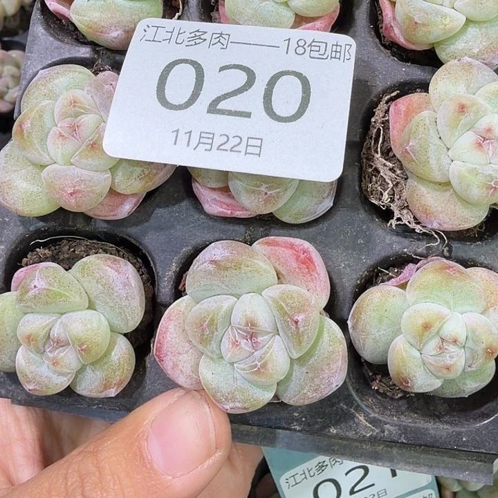 20 号到手1框，江北多肉