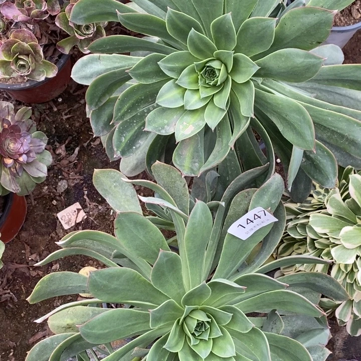 两盆多肉断头不包1447