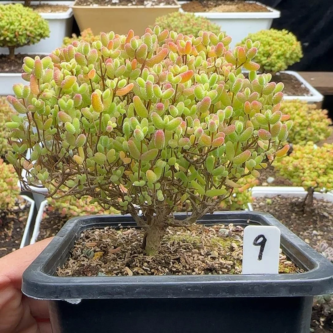 蜜橘糖球一物一拍