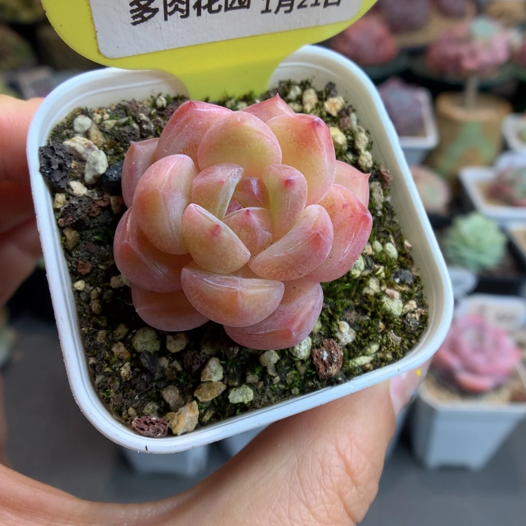 52钻石珍妮多肉植物