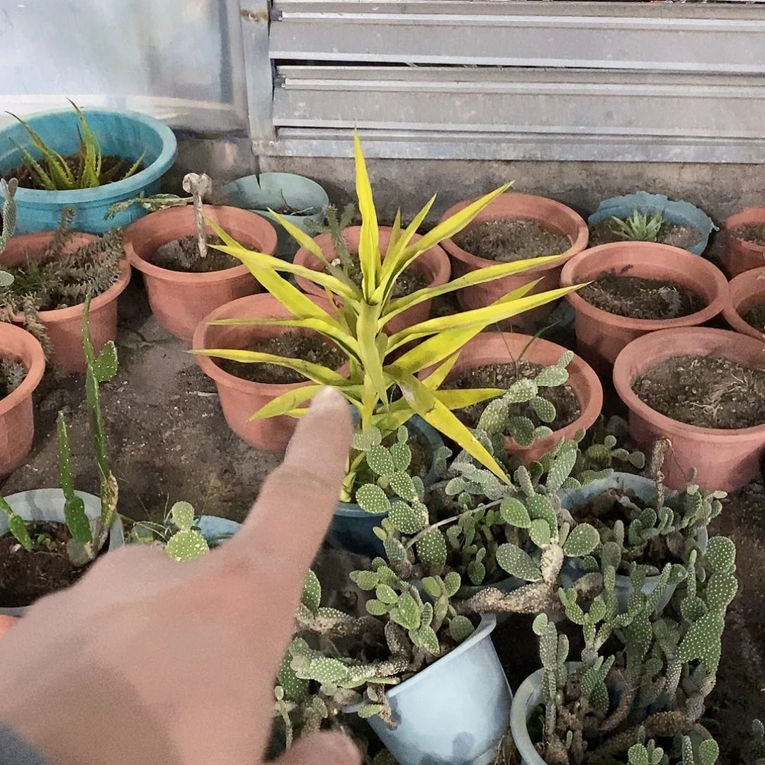 东***就30号拍品。