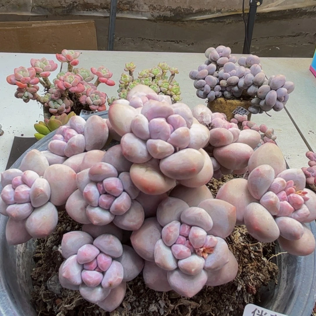 746/12cm香水多肉