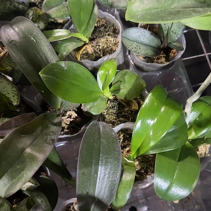 当前无花栽培后可以开花瑕疵苗不售后150交羞花3棵组合
