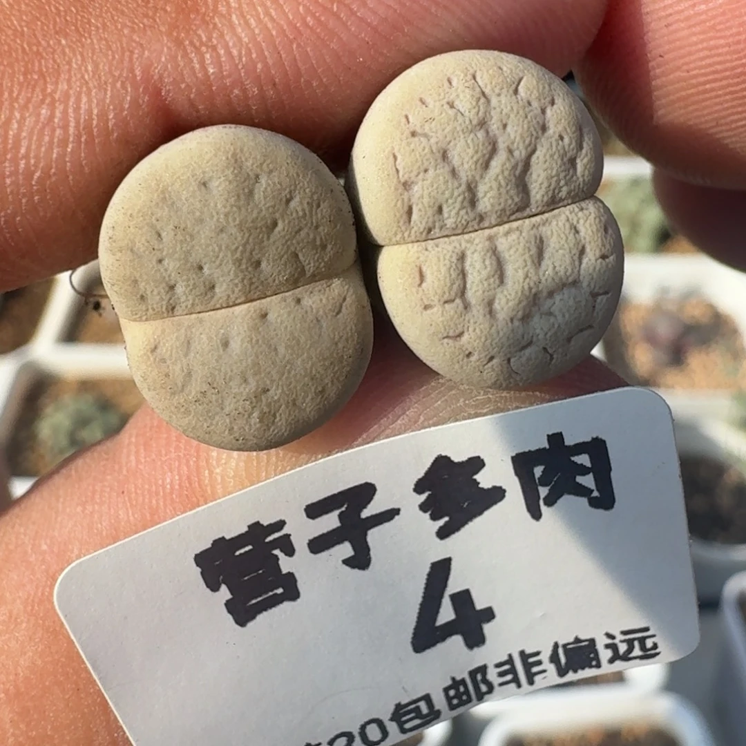 猪皮两颗。