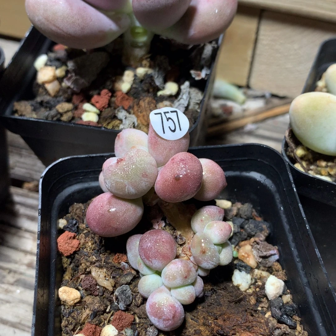 贵妃奶酪多肉植物