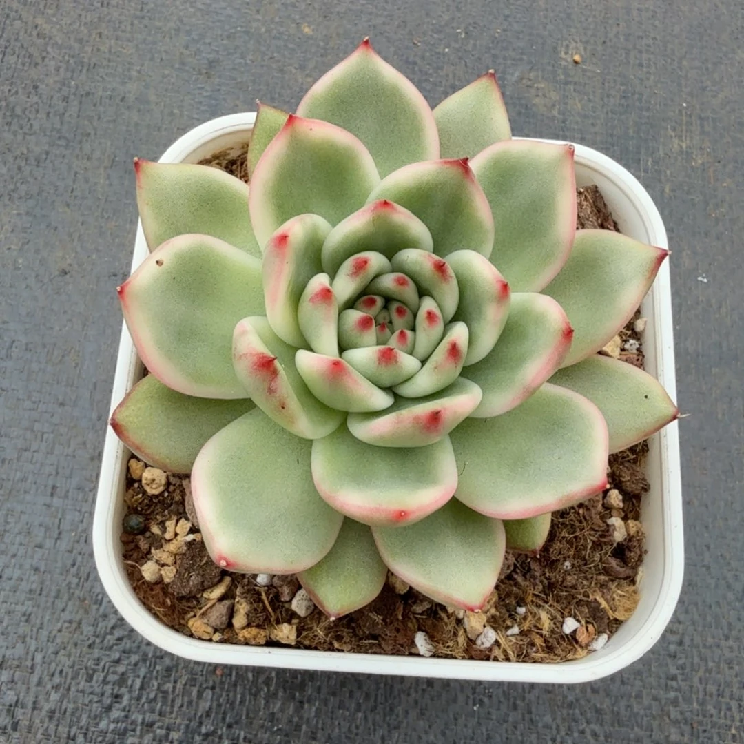 摩根锦锦上园艺一物一拍