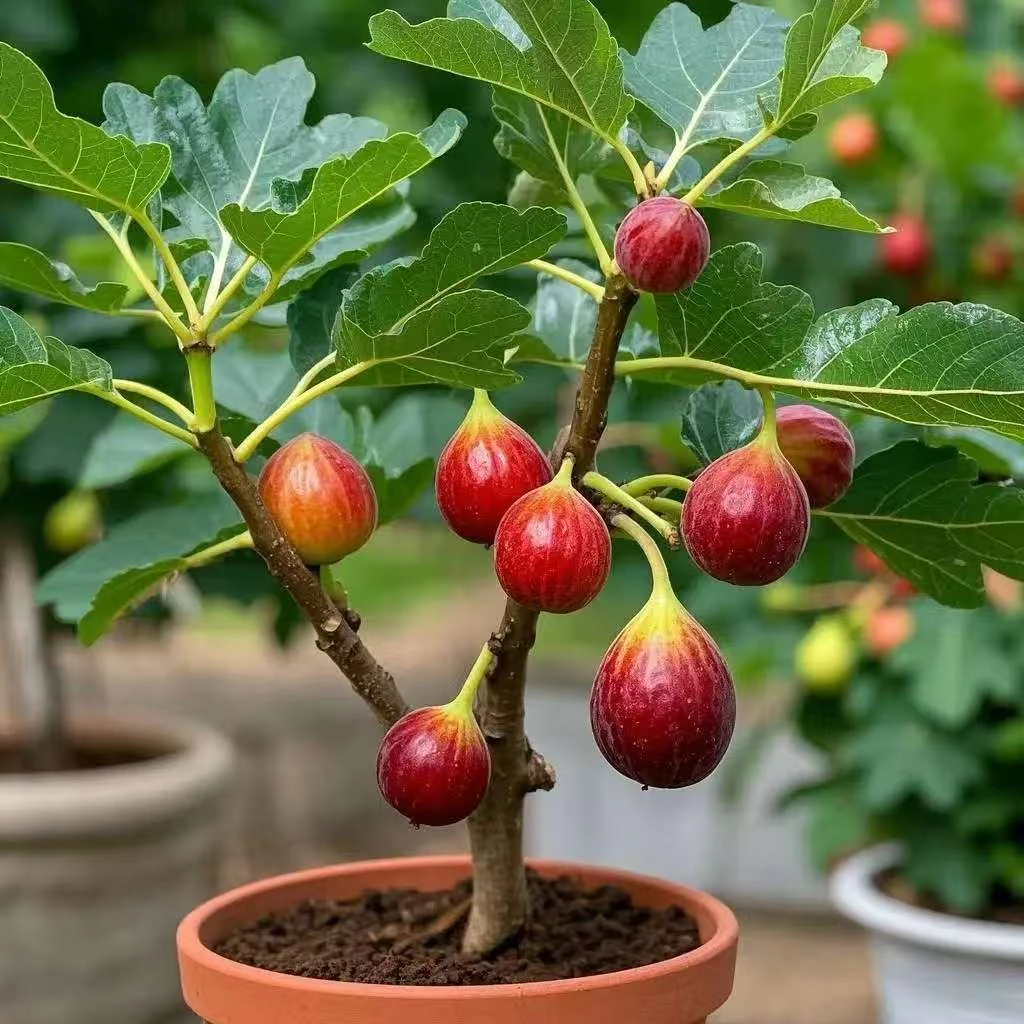 朵一无花果盆栽果树苗带盆带土可庭院阳台地栽