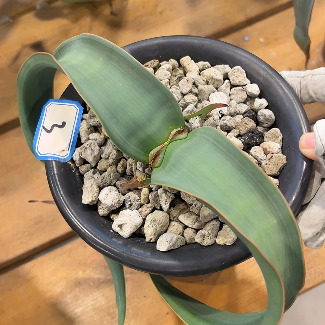 潮流植物 百岁兰 宽叶 3