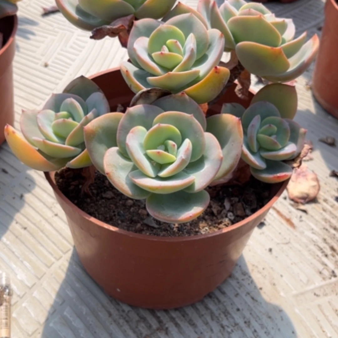 【闪购商品】徐*白凤