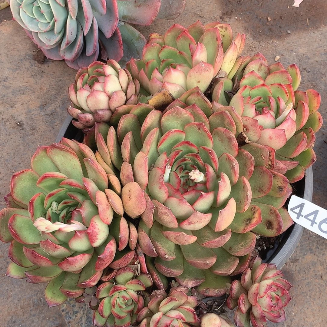 446保利安娜一物一拍多肉