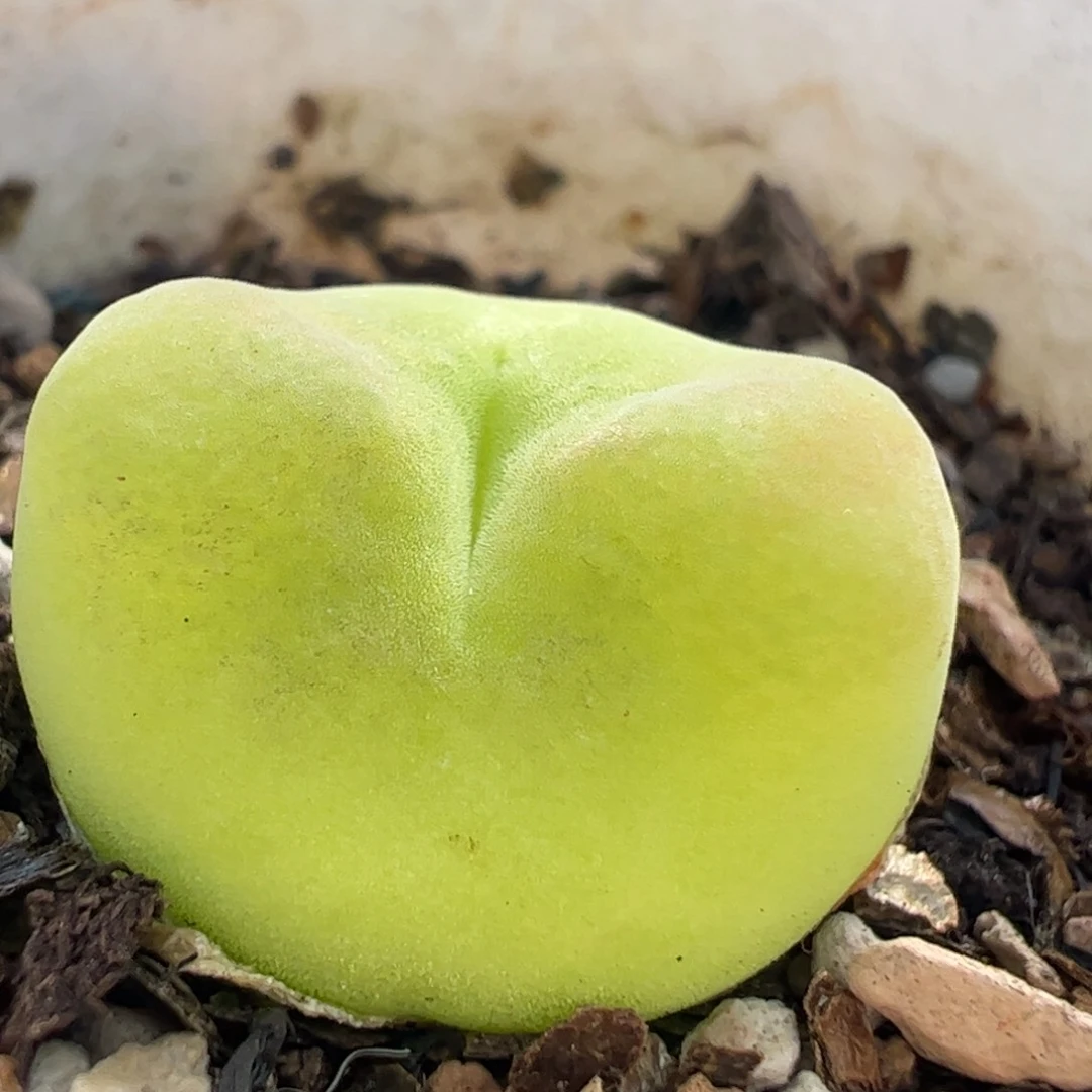 252多肉植物百科