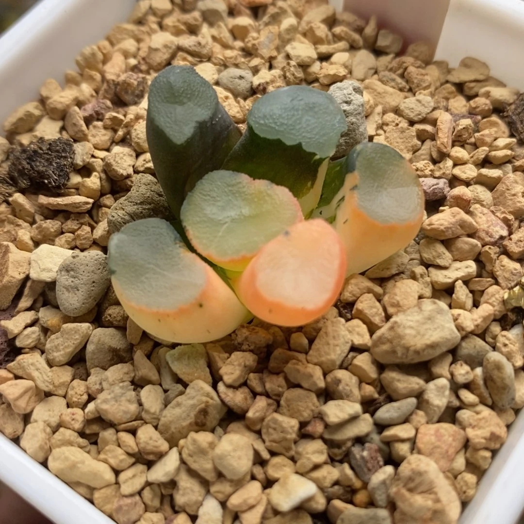 9山之翠万象锦一物一拍