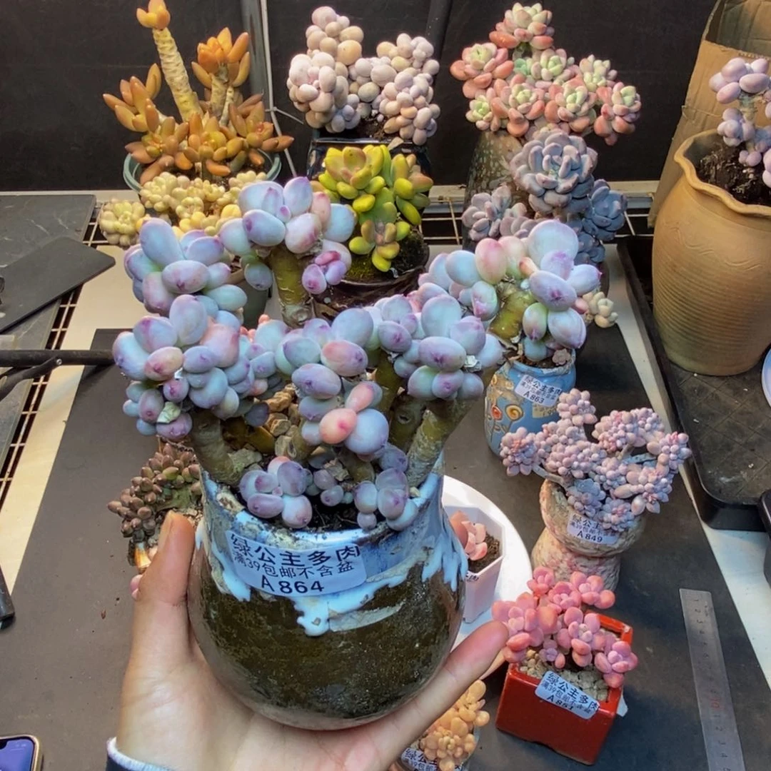 864苹果奶四代多肉9cm