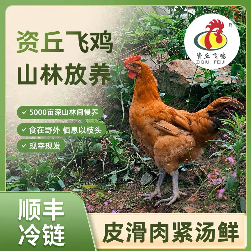 资丘飞鸡山林散养土鸡公鸡母鸡鸡汤500天生长周期现杀现发新鲜